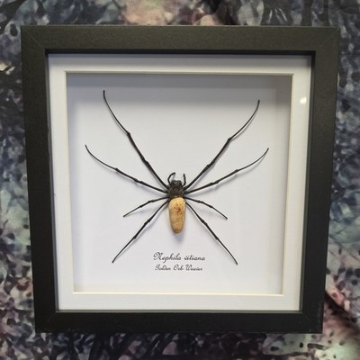 Weibliche Golden Orb-Weaverspinne (Nephila vitiana) Entomologie Schattenrahmen 18cm