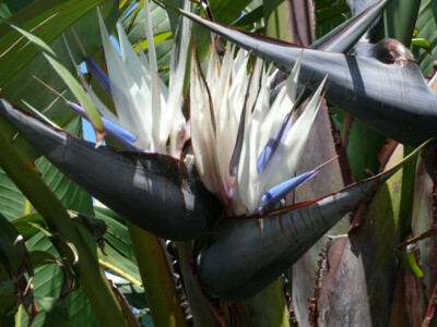 Strelitzia nicolai, White Bird of Paradise - 10 Samen