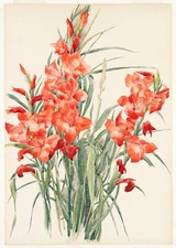Charles Demuth : Red Gladioli : 1928 : Archival Quality Art Print
