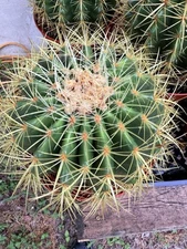White Barrel Cactus 'Echinocactus grusonii albispinus' 8” Pot