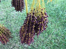 Pygmy Robellini Dwarf Palm Tree Seeds (12 seeds)