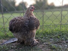 12  Bantam Cochin Hatching Eggs