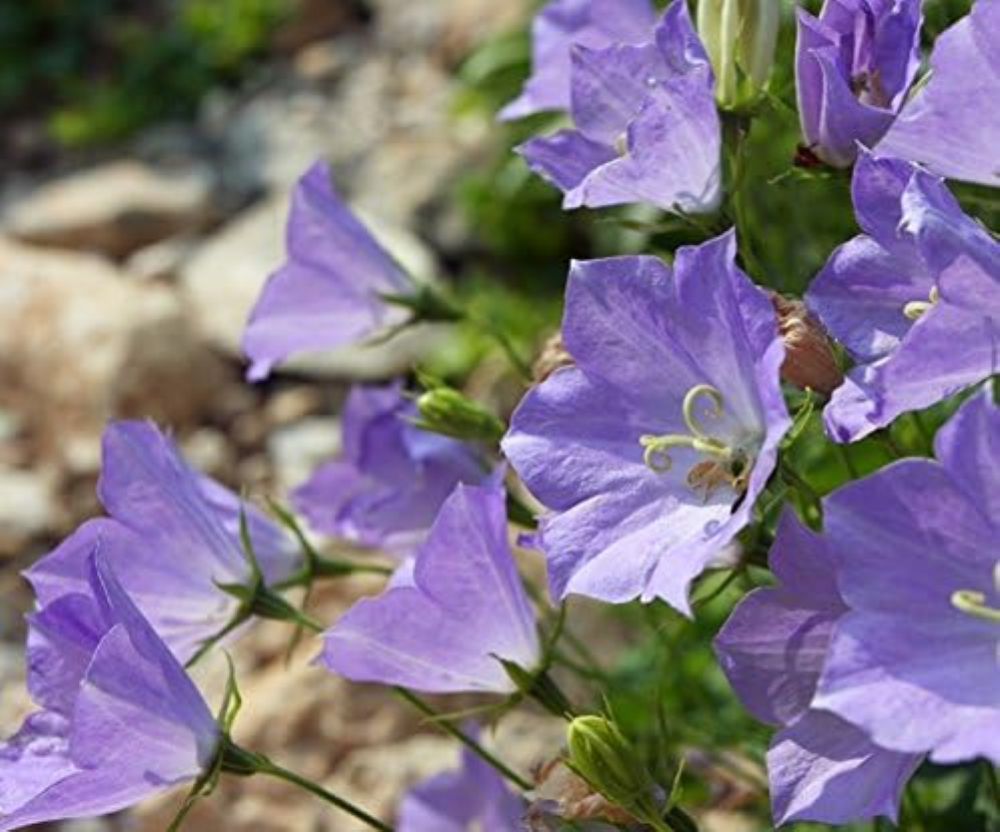 Carpathian Harebell, Tussock Semi di Bellflower - Campanula carpatica