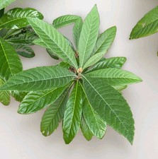 Loquat Leaves Chinese Plum Fruit Tree   Medicinal /  Tea 100 Leaves Fresh