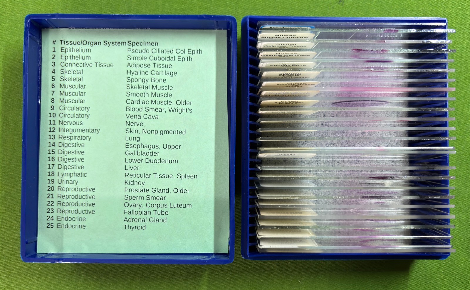 VINTAGE Carolina Biological HISTOLOGY Microscope Slides ORGAN SYSTEMS 25pc SET
