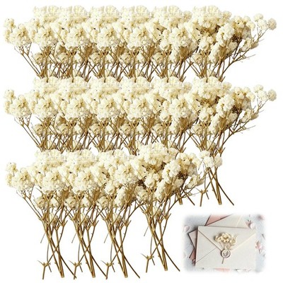 150 Stück Gypsophila Trockenblumen, Mini Babys Atemblumen Einheitsgröße, weiß