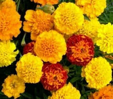 FRENCH MARIGOLD FLOWER SEEDS 100+ PETITE MIX GARDEN annuals BEES FREE SHIPPING