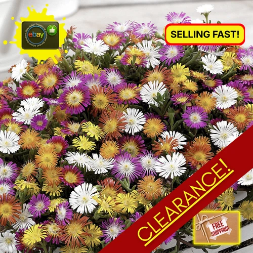 Ice Plant Seeds | Clearance | Sale | Best Price | Groundcover | Flower | Bed