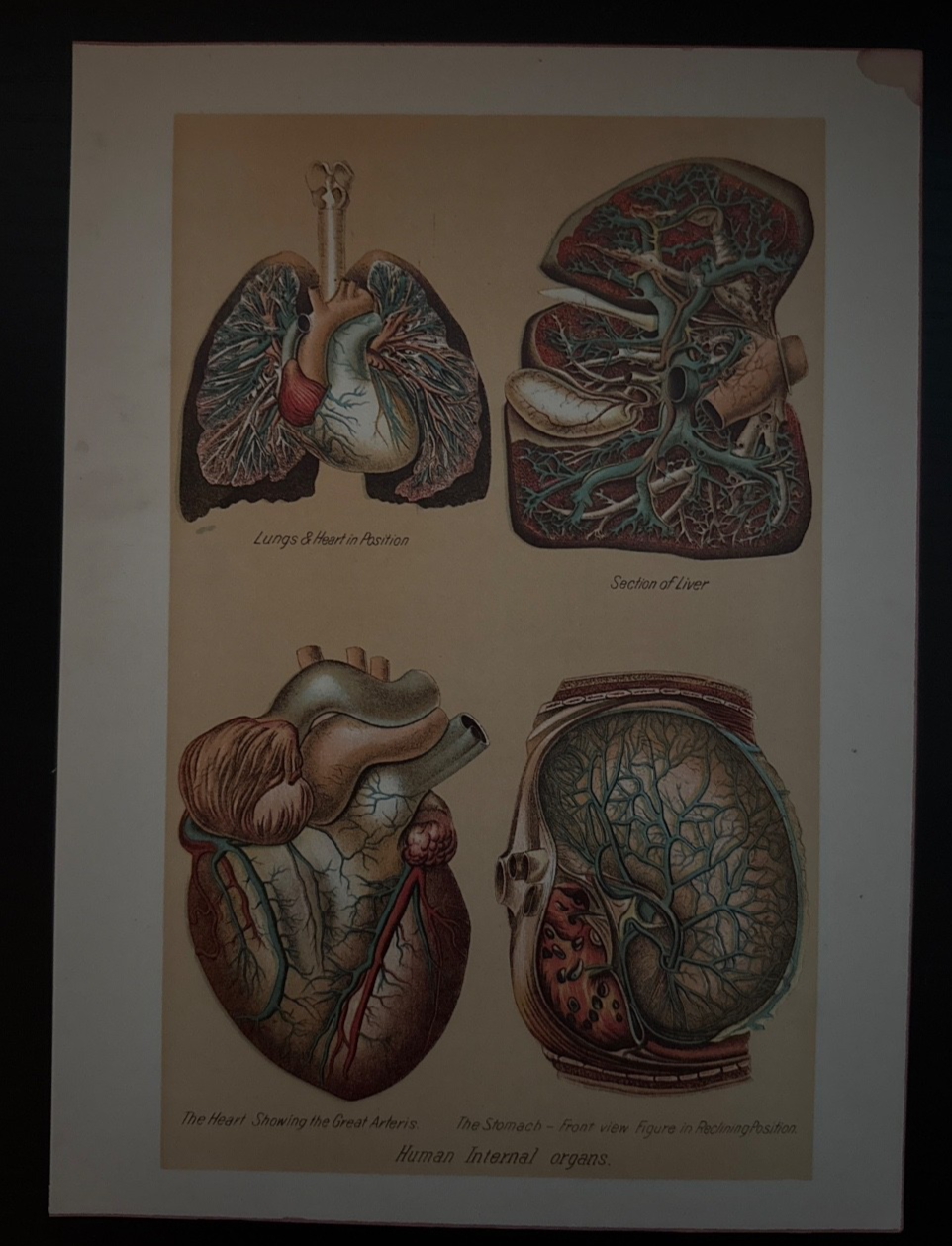 1901 Antique Medical Human Anatomy Litho Print Human Internal Organs | eBay