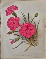RARE CHROMOLITHOGRAPH,  CARNATION KETTON ROSE 1890S
