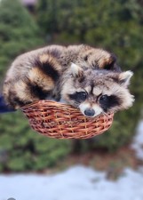 Posable Soft Raccoon Taxidermy On A Basket Without Feet
