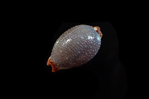 Seashell - Staphylaea staphylaea - 23mm - Picture 3 of 4