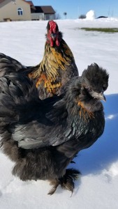 Details About 12 Fertile Assorted Bantam Chicken Hatching Eggs Cross Breed Cochin Silkie