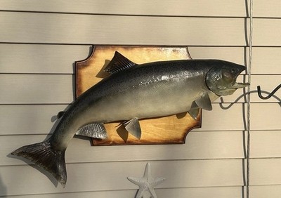 30  Chinook King Salmon Taxidermy Fish Wall Mount Hanging Cabin Art