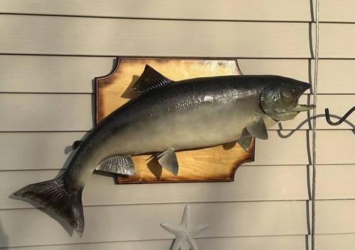 30” Chinook King Salmon Taxidermy Fish Wall Mount Hanging Cabin Art