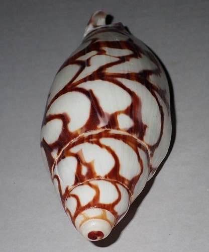 129 mm MEGA RARE Volutoconus Bednalli Volute Seashell #AB6 From Arafura Sea - Picture 2 of 7