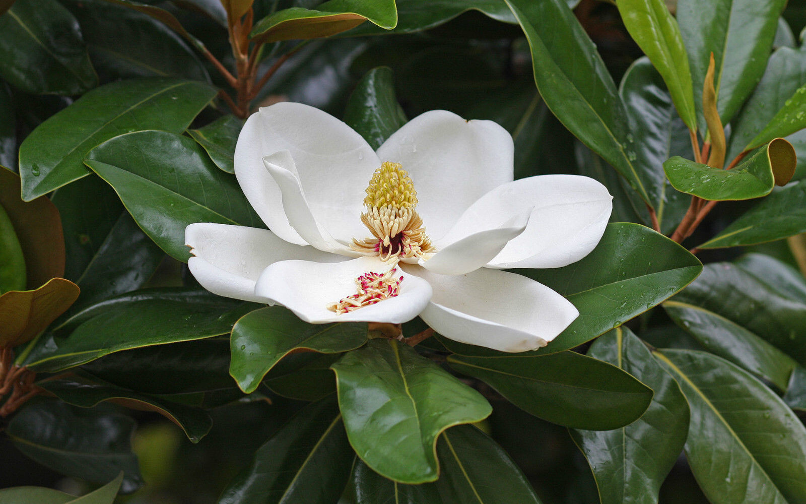 7 SEMILLAS DE magnolia de hoja perenne (Magnolia grandiflora L