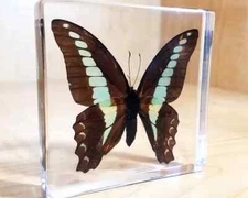 Blue Bottle Butterfly in Resin, Oddities, Graphium Sarpedon Linnaeus