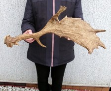 Damhirsch Abwurfstange Schaufel Geweihstange Hirschgeweih Bastelware Kauknochen