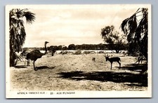 C.1940 RPPC OSTRICH, ANTELOPE ANIMALS, ERITREA ITALIAN EAST AFRICA Postcard P28