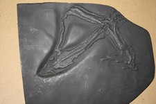 Seestern Replik Bundenbach (ES 56)