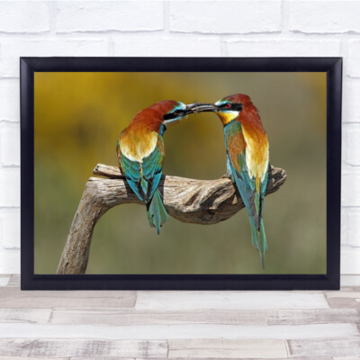 Nature Bird Bee Eater Merops Apiaster Wildlife Couple Eat Eating Wall Art Print