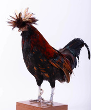 Taxidermy Bird Padovana Rooster Chicken Real Stuffed Standing mount Animal Lodge