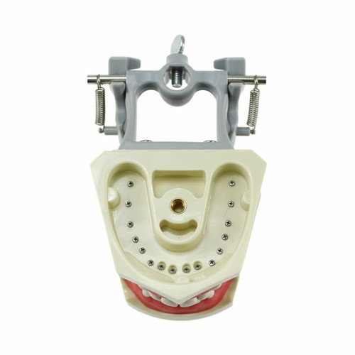 Dental Columbia 860 Style Typodont Model tipodonto columbia modello 32 pezzi denti - Foto 4 di 12
