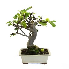 Bonsai Ficus Carica - Bonsai di Fico Comune - Piante Vere da Esterno