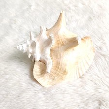 Large Natural Shell Conch Seashell Rare Pink Real Beach Home Decor 9" Large