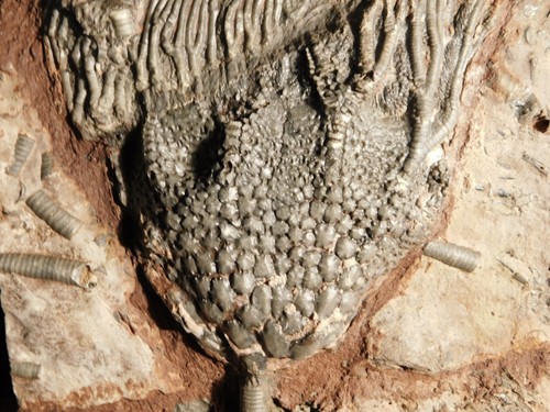 Big! 430 Million Year Old! CRINOID Fossil or Sea LILY Fossil Morocco 1464gr