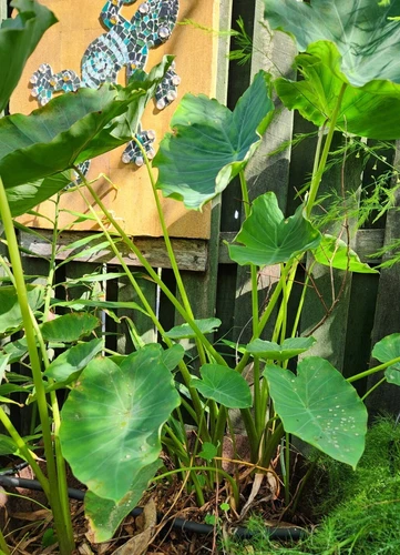 Freshly Harvested Organic Japanese Taro Root