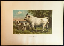 1880s Chillingham Cattle L Prang & Co Full Color Chromolithograph 12.5 x 9