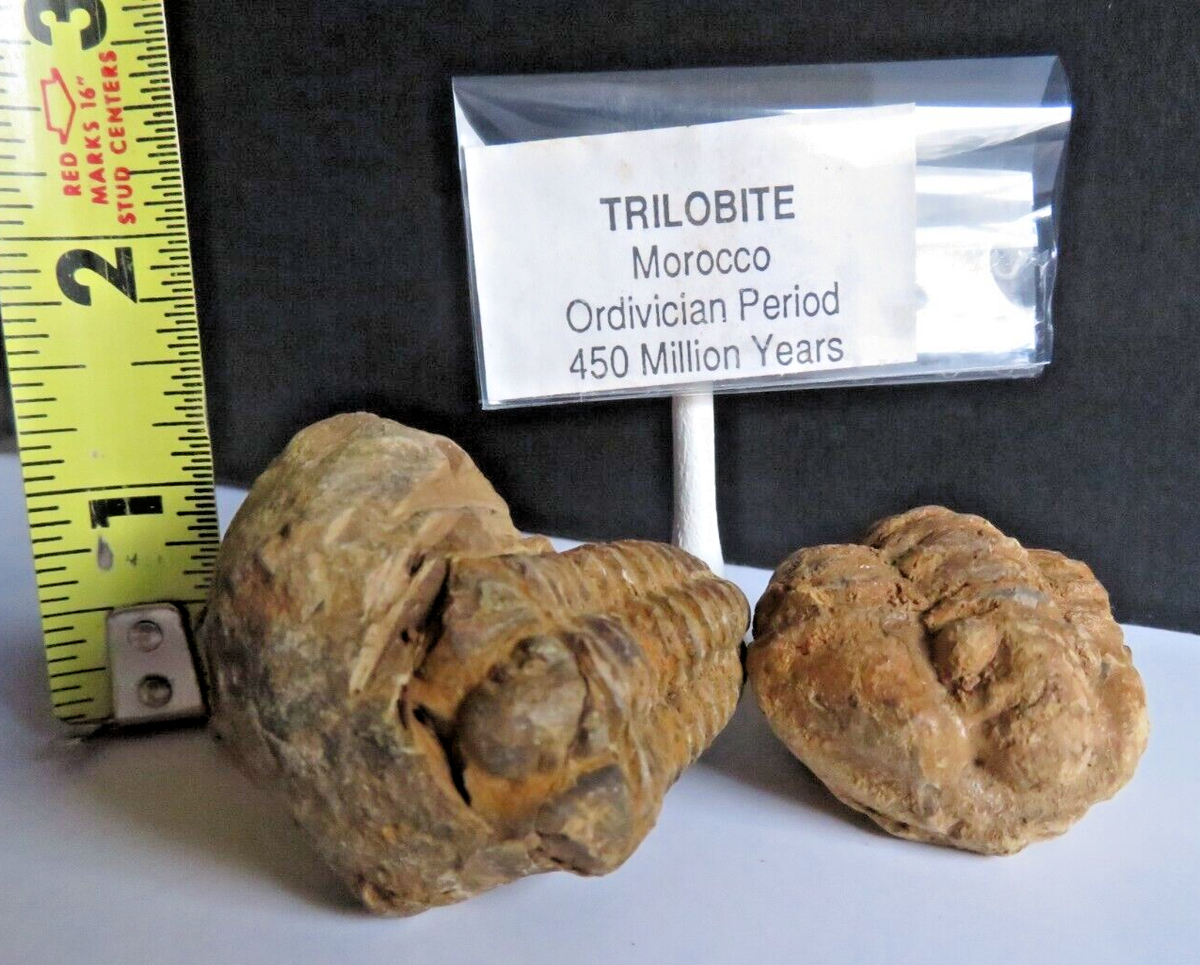 TRILOBITE Fossils from Morocco - Ordovician Period - 450 Million