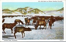 postcard WY - Elk Herd on Winter Feeding Grounds, Jackson Hole