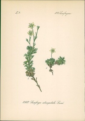 Chromolithographie : Zweig-Steinbrech. Saxifraga stenopetata Gaud. Saxifrageae. 
