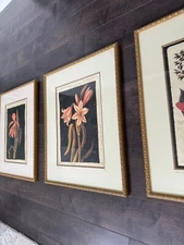 S/3 hand aged Print of Natural History Drawings Flora 20.5”x16.5” Mary Delaney