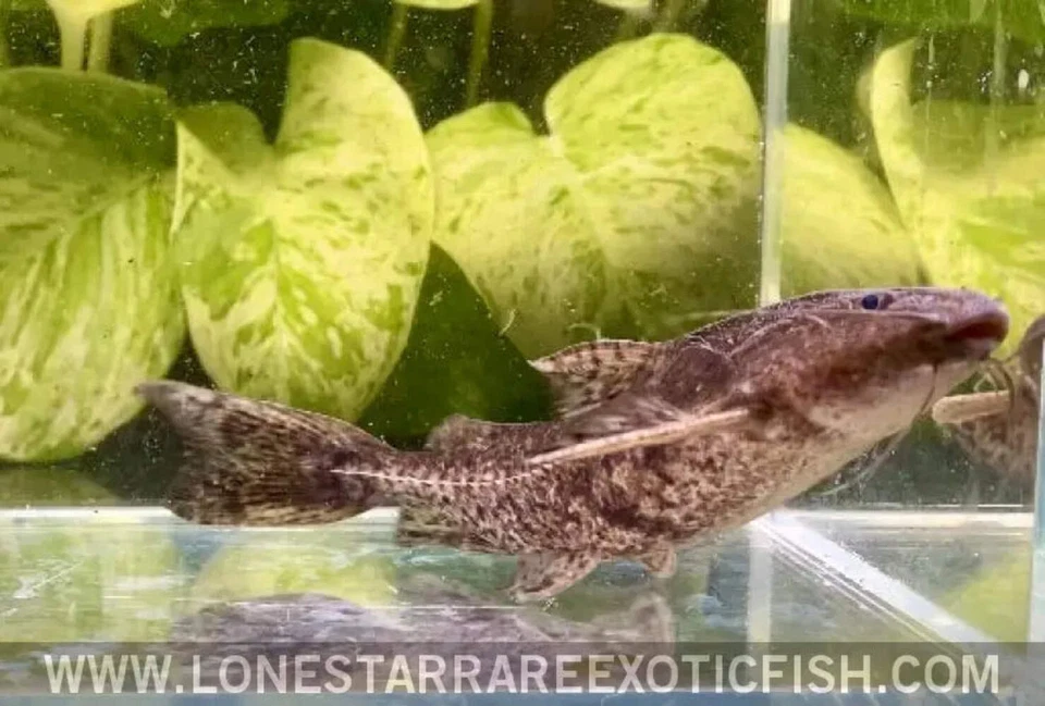 Granulated Catfish / Pterodoras granulosus - Live Aquarium Fish - Image 4 of 4