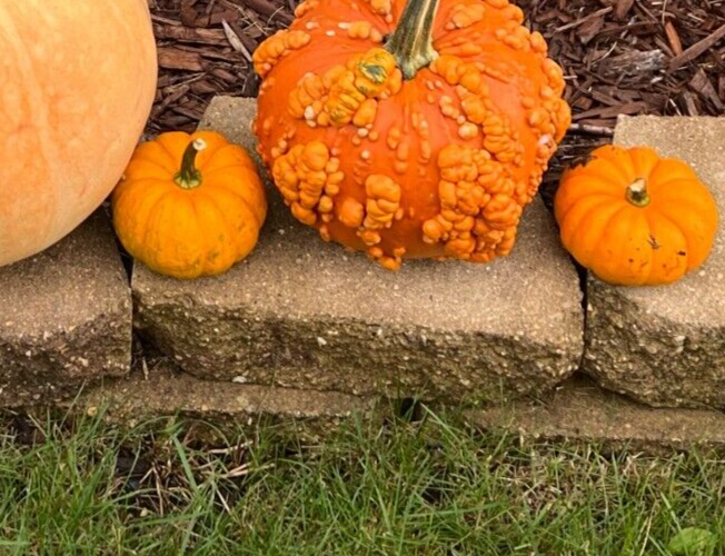 Jack Be Little Pumpkin Seeds Mini Pumpkins Non GMO Heirloom EBay jack-be-little-pumpkin-seeds-mini-pumpkins-non-gmo-heirloom-ebay