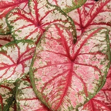 Caladium 'Bottle Rocket' Bulbs – Size #2 (4 Bulbs, 1"–1.5") Easy to Grow Foliage