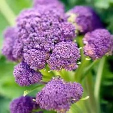 Purple Sprouting Broccoli Seeds 100 / ORGANIC / FLORIDA GROWN / RARE