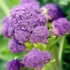 Purple Sprouting Broccoli Seeds (100) / ORGANIC / FLORIDA GROWN / RARE