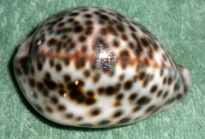 RFM 62666 Vietnam Neat Pattern Cypraea tigris Linne 1758 70mm Vietnam collected