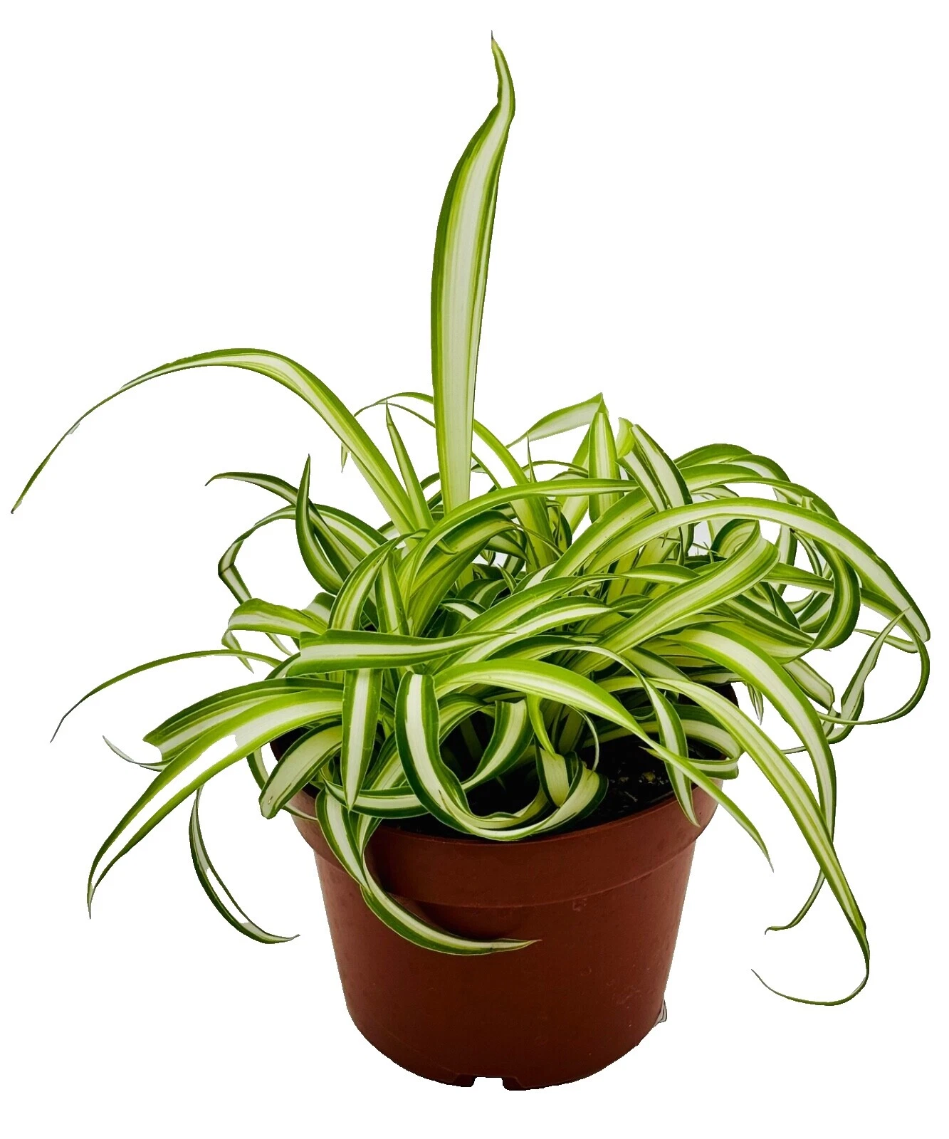 Spring Sand Plants, Seeds & Bulbs