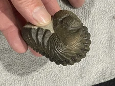 Trilobite Fosssil Pedinopariops Largest I've Ever Seen  Devonian Morocco