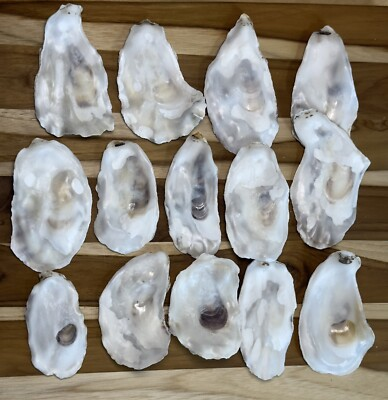 #ad #ad 180 Oyster Shells Flat Side 3 4.5” Bulk Clean No Smell Art Jewelry Dish $154.97
