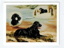Flat Coated Retriever 3 Retrievers Notecard Set - 6 Note Cards By Ruth Maystead