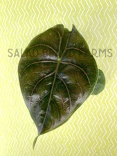 Alocasia azlanii Starter Plant