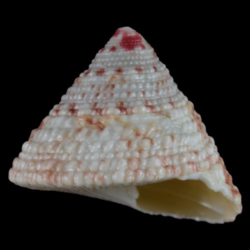 TROCHUS MACULATUS Pink (Nocnocan Isl., Philippines) 22.7mm #34334 - Picture 3 of 4
