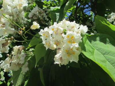 Trompetenbaum Catalpa bignonioides Pflanze 5-10cm Beamtenbaum Bohnenbaum |  eBay.de